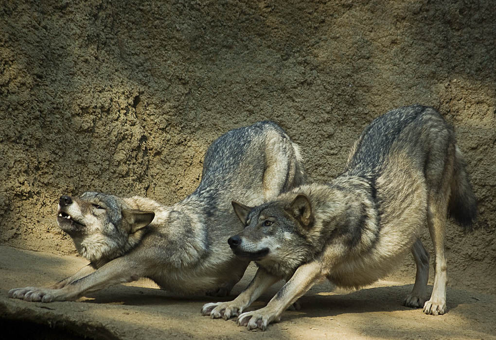 1020x700, 239 Kb / волки, тянутся