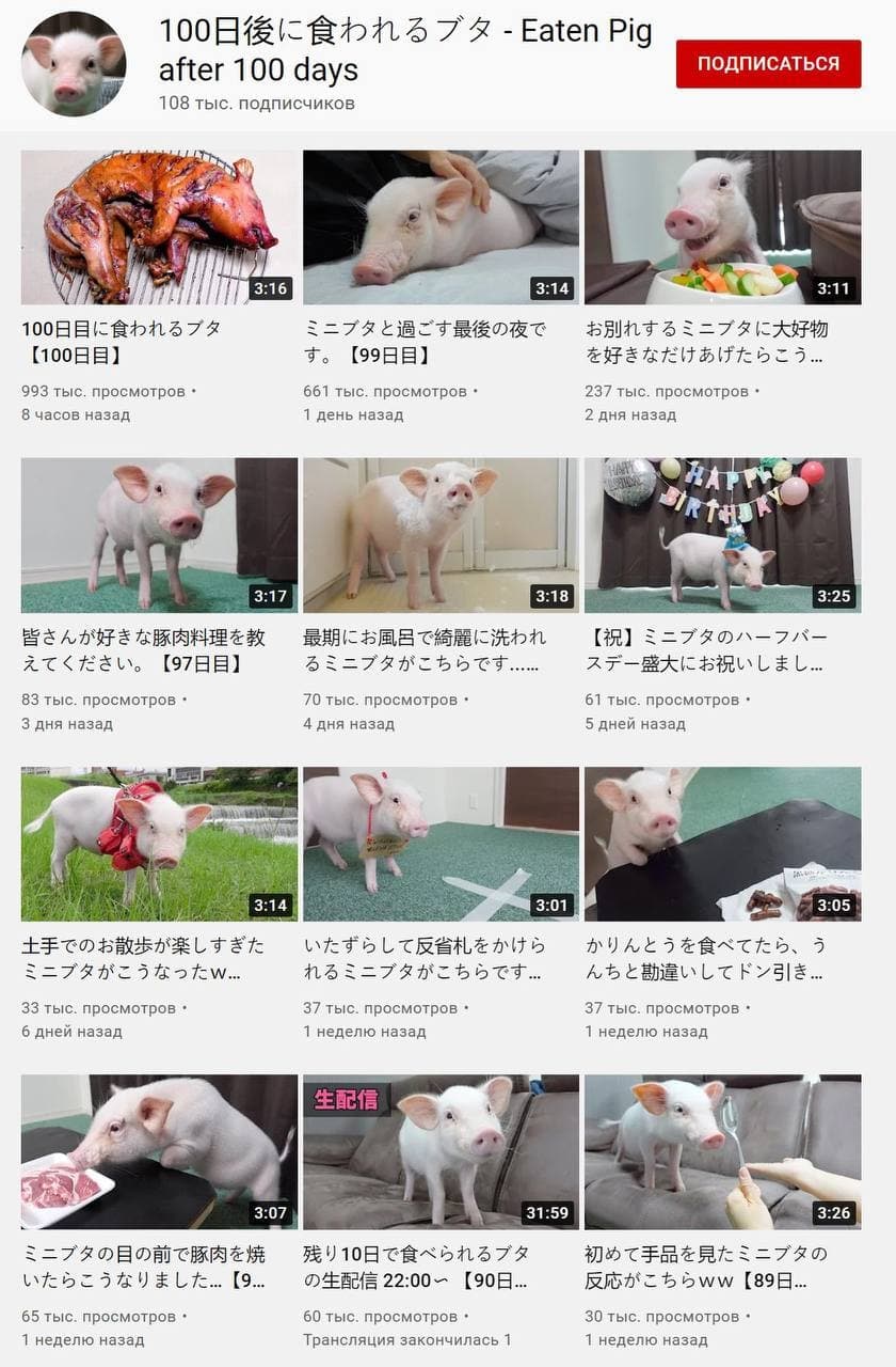 840x1280, 176 Kb / поросенок, свинья, судьба, япония