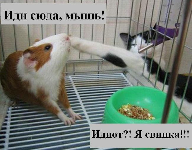 650x510, 52 Kb / кот, морская свинка