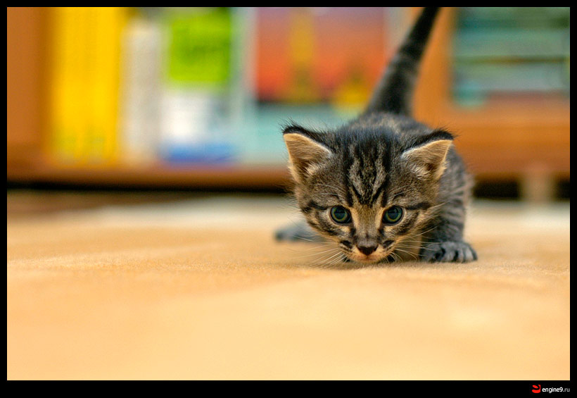 820x565, 74 Kb / котёнок, атака
