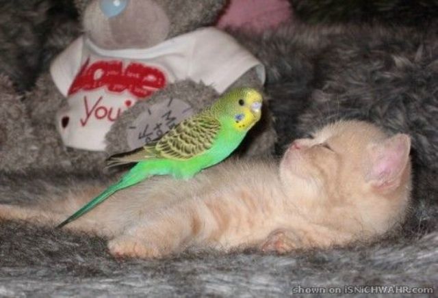 640x436, 43 Kb / котёнок, попугай