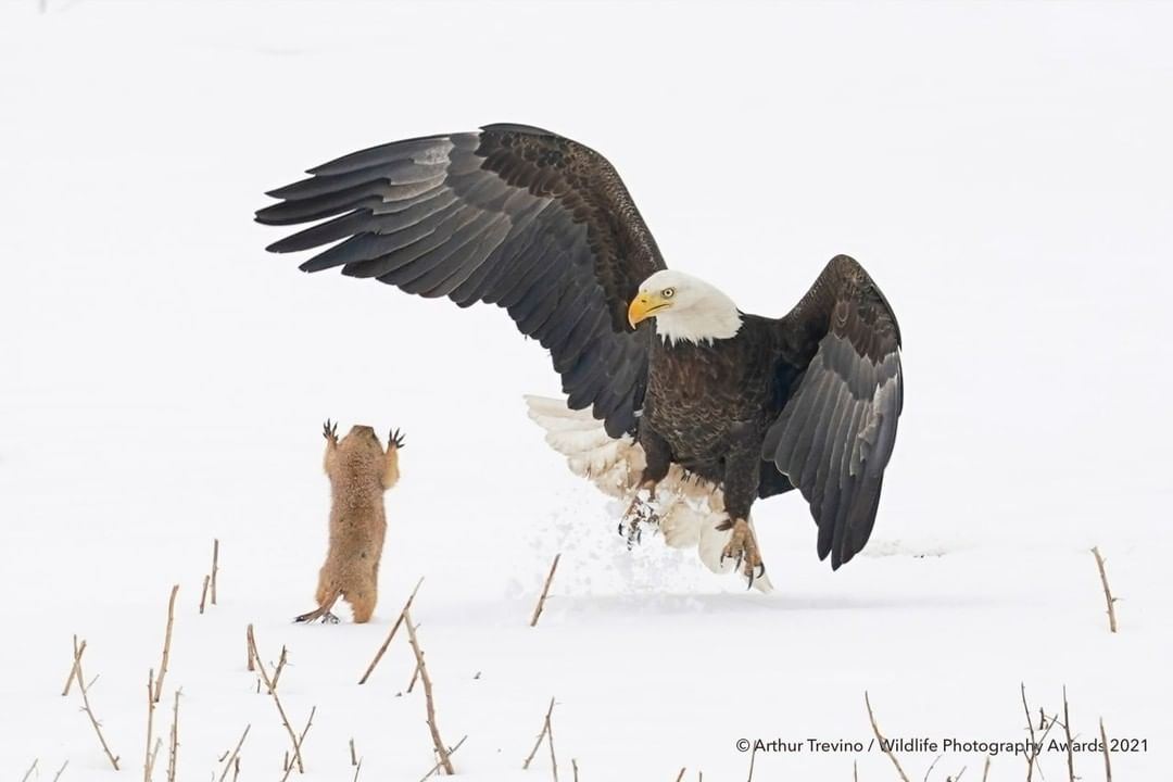 1080x720, 51 Kb / сурок, орел, орлан, грызун