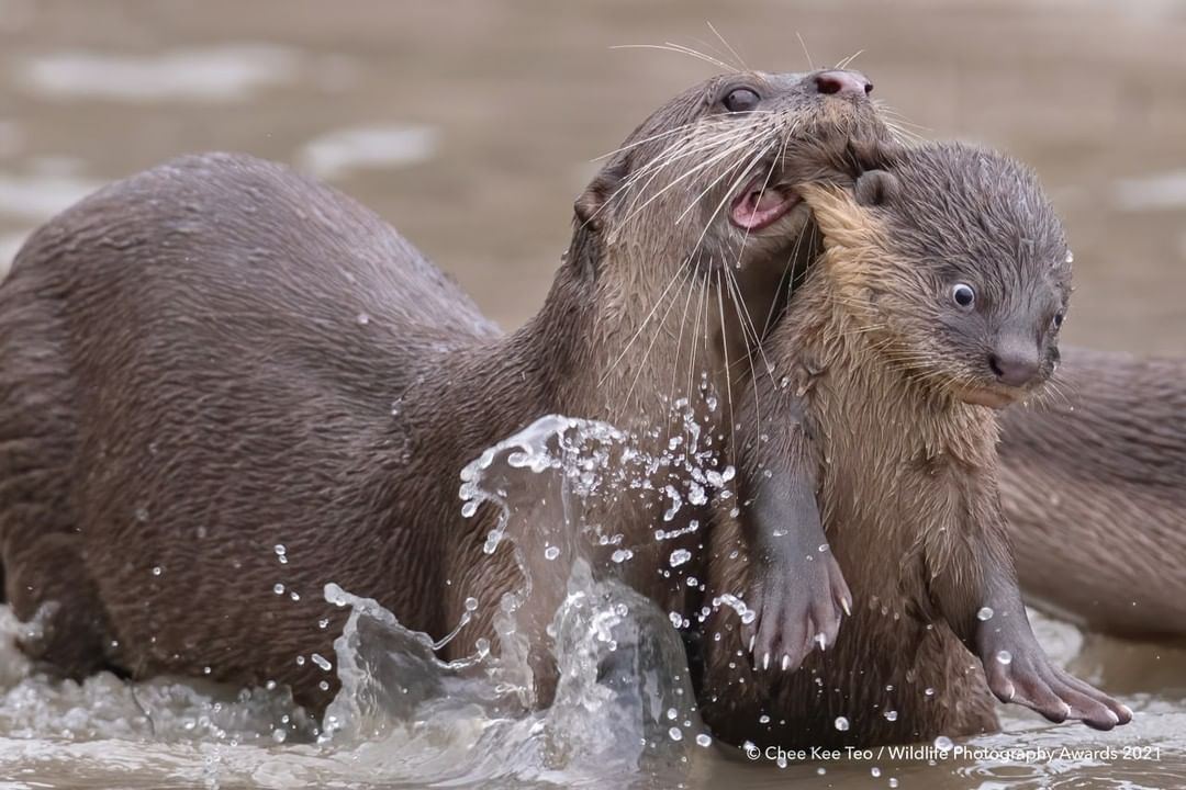 1080x720, 123 Kb / выдра, дитеныш