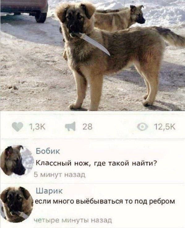 598x735, 79 Kb / пес, собака, нож, зима, снег