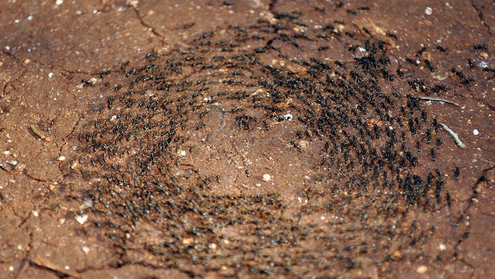 1000x563, 457 Kb / муравьи, круг, карусель смерти