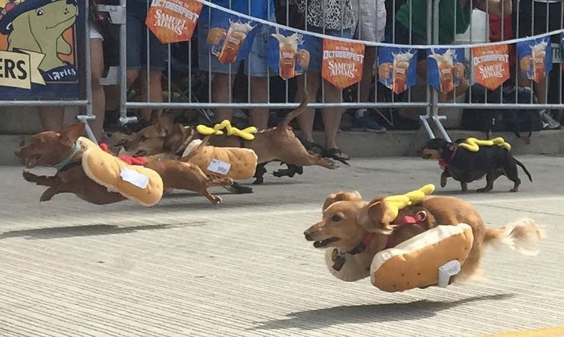 811x485, 87 Kb / Таксы, собаки, хотдог, гонка