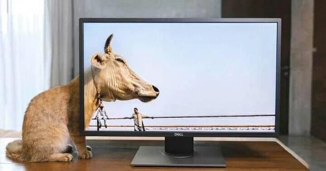 640x335, 37 Kb / кот, корова, делл, монитор