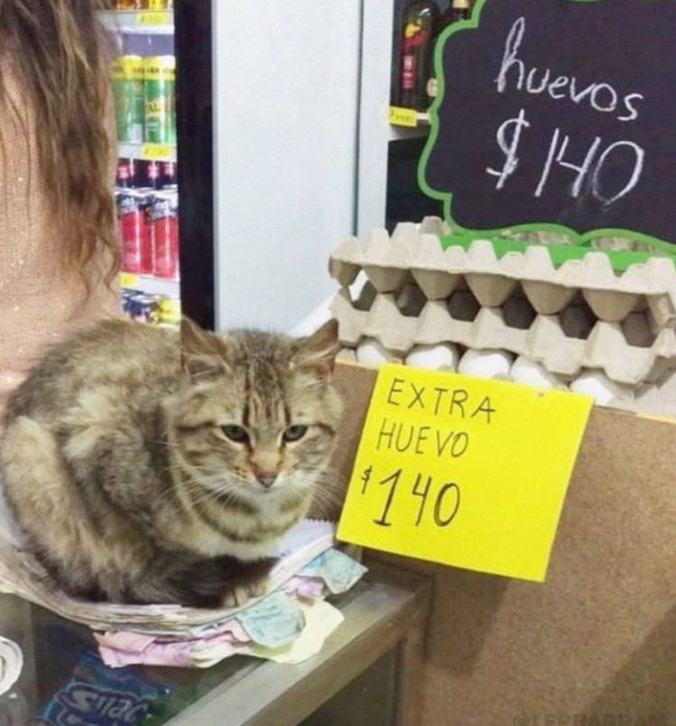 749x804, 65 Kb / Аргентина, кот, кошка, экстра хуево, магазин, холодильник, банка, прилавок, яйца, яйцо