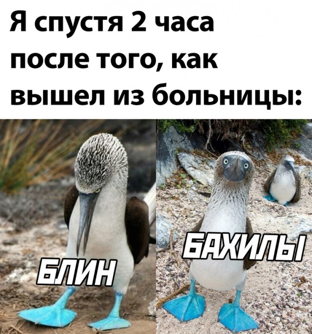 640x684, 129 Kb / птица, Голубоногая олуша, бахилы, больница