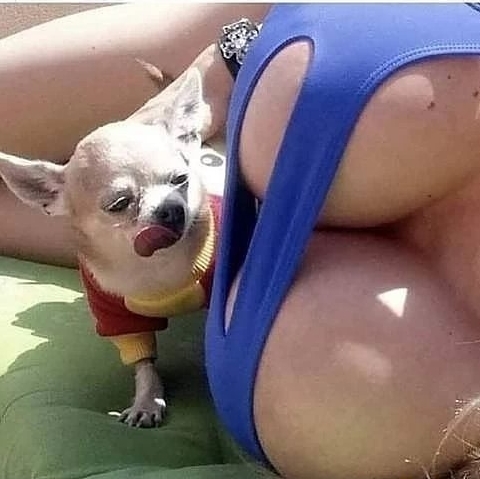 480x479, 132 Kb / собака, пес, язык, сиськи