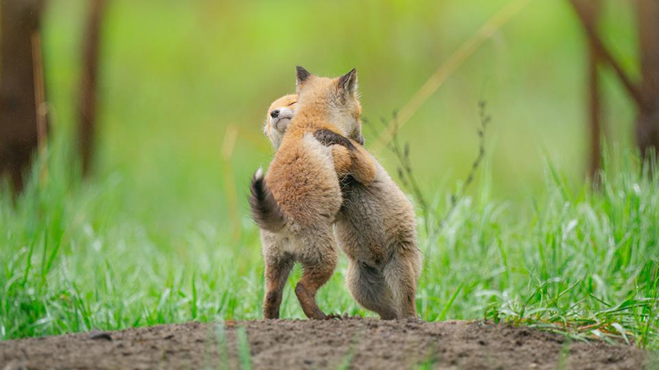 960x540, 58 Kb / лисята, борьба, трава