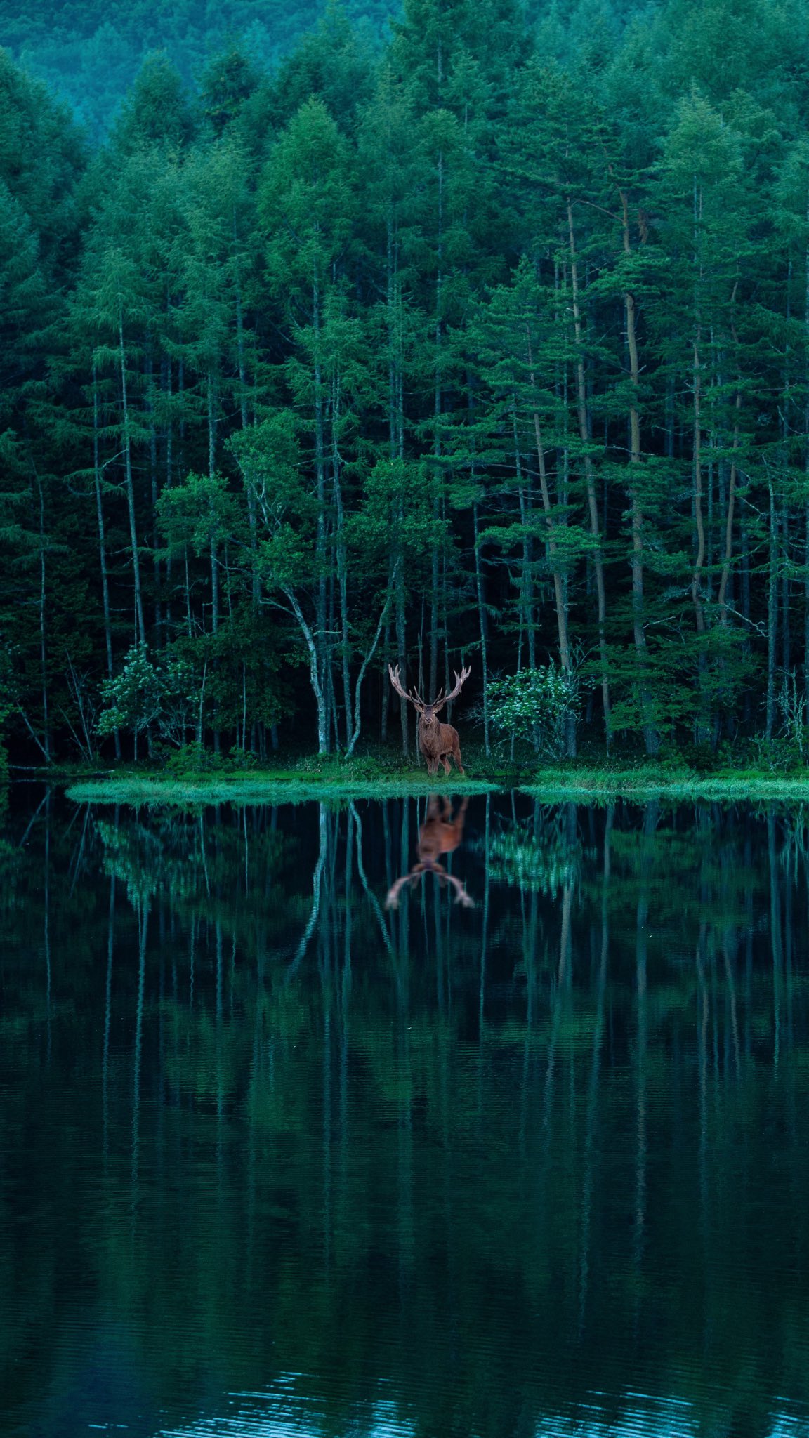 1152x2048, 397 Kb / лось, озеро, лес, отражение, олень