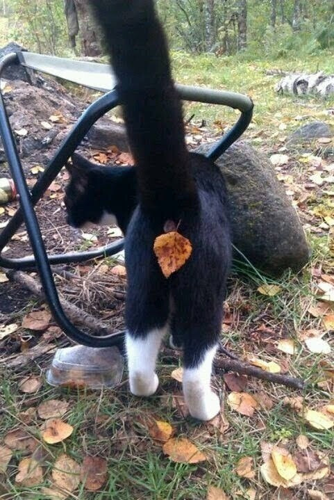 481x719, 116 Kb / кот, листок, контейнер, стул, камень