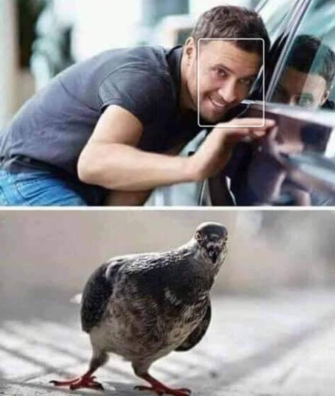 1080x1275, 79 Kb / Голубь, авто, помёт, прицел