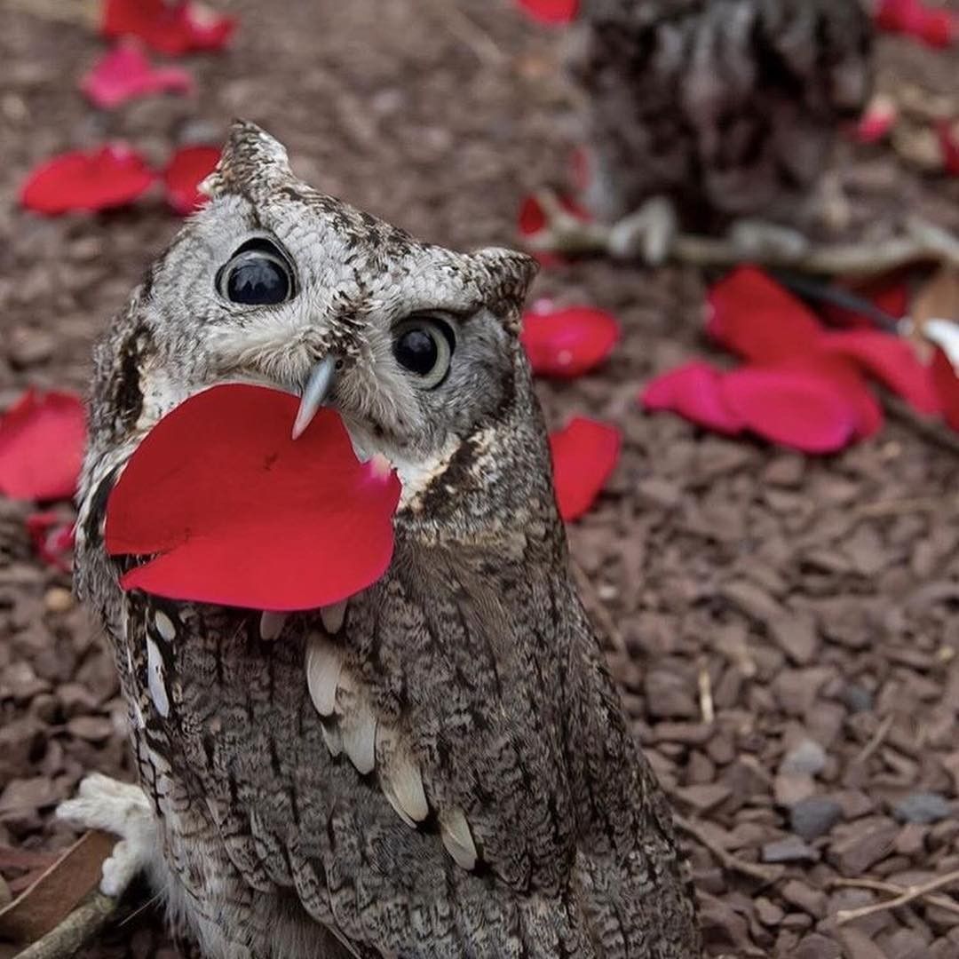 1080x1080, 143 Kb / сова, листик, взгляд