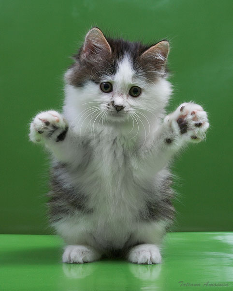 482x600, 42 Kb / котёнок, медвед, бобтейл