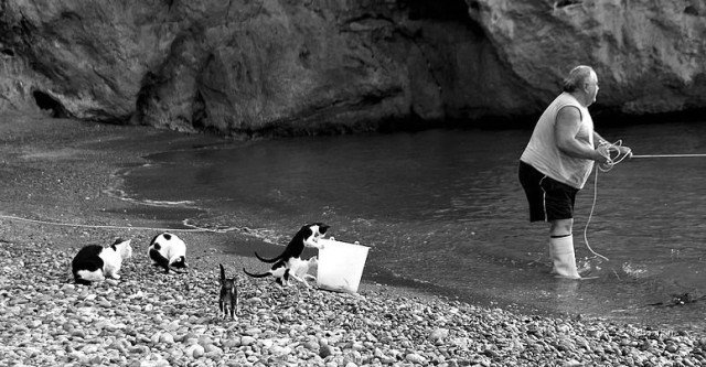 640x333, 62 Kb / рыбак, коты, ч/б