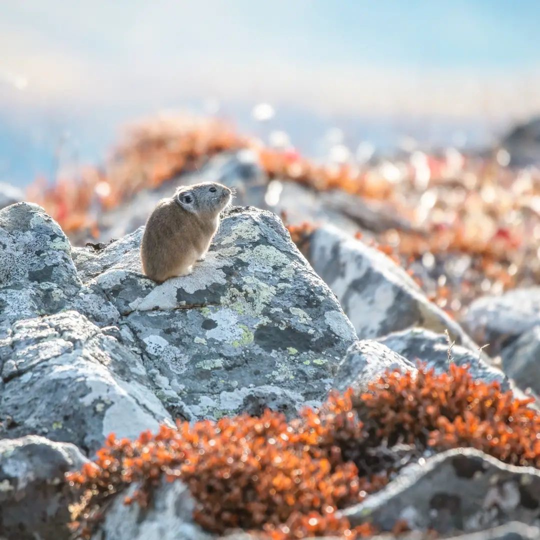 1080x1080, 295 Kb / Пищуха, мышь, Виталий Берков