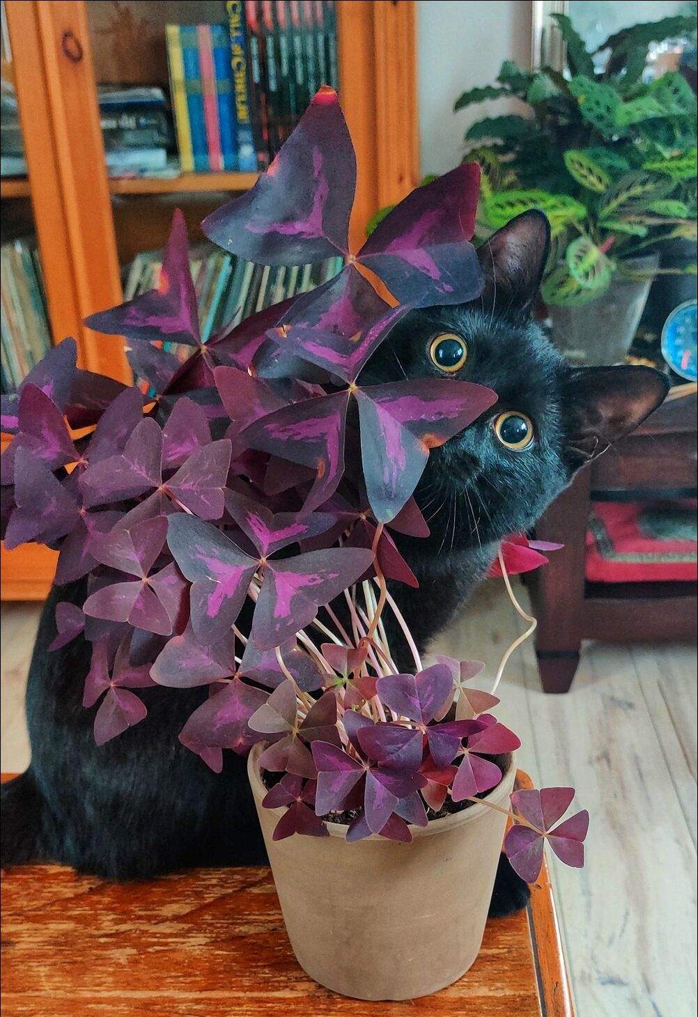 1002x1460, 430 Kb / кот, кошка, взгляд, цветок, книги