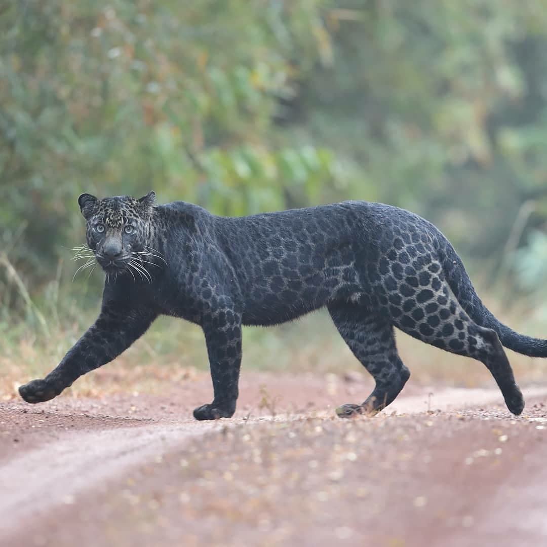 1080x1080, 81 Kb / пантера, черная