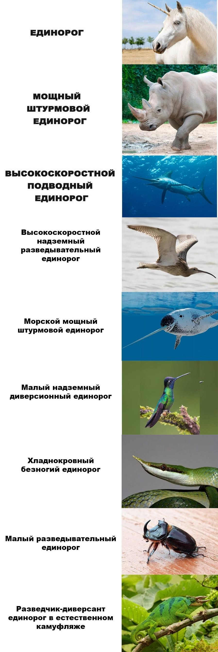 898x2682, 413 Kb / единорог