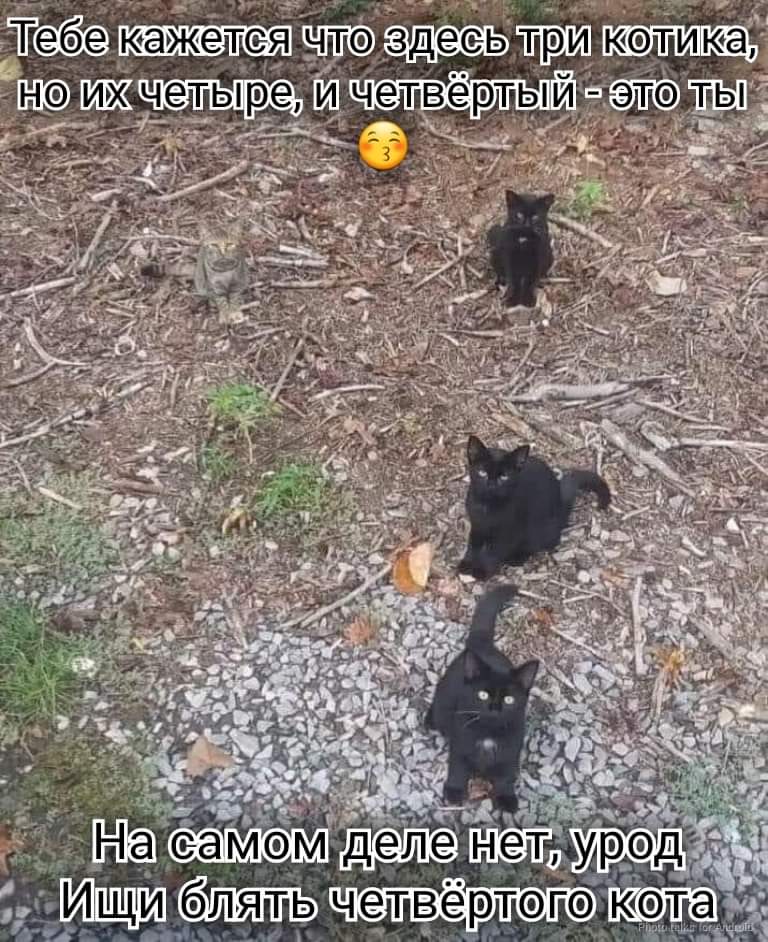 768x942, 136 Kb / Котики, четыре, урод