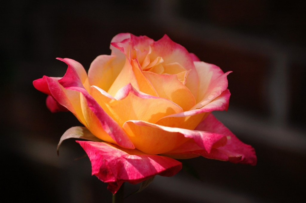 1024x681, 67 Kb / роза, цветок