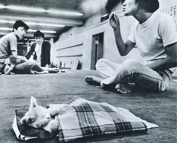 604x489, 67 Kb / Котёнок, постель, одеяло, спит, ч/б, плед