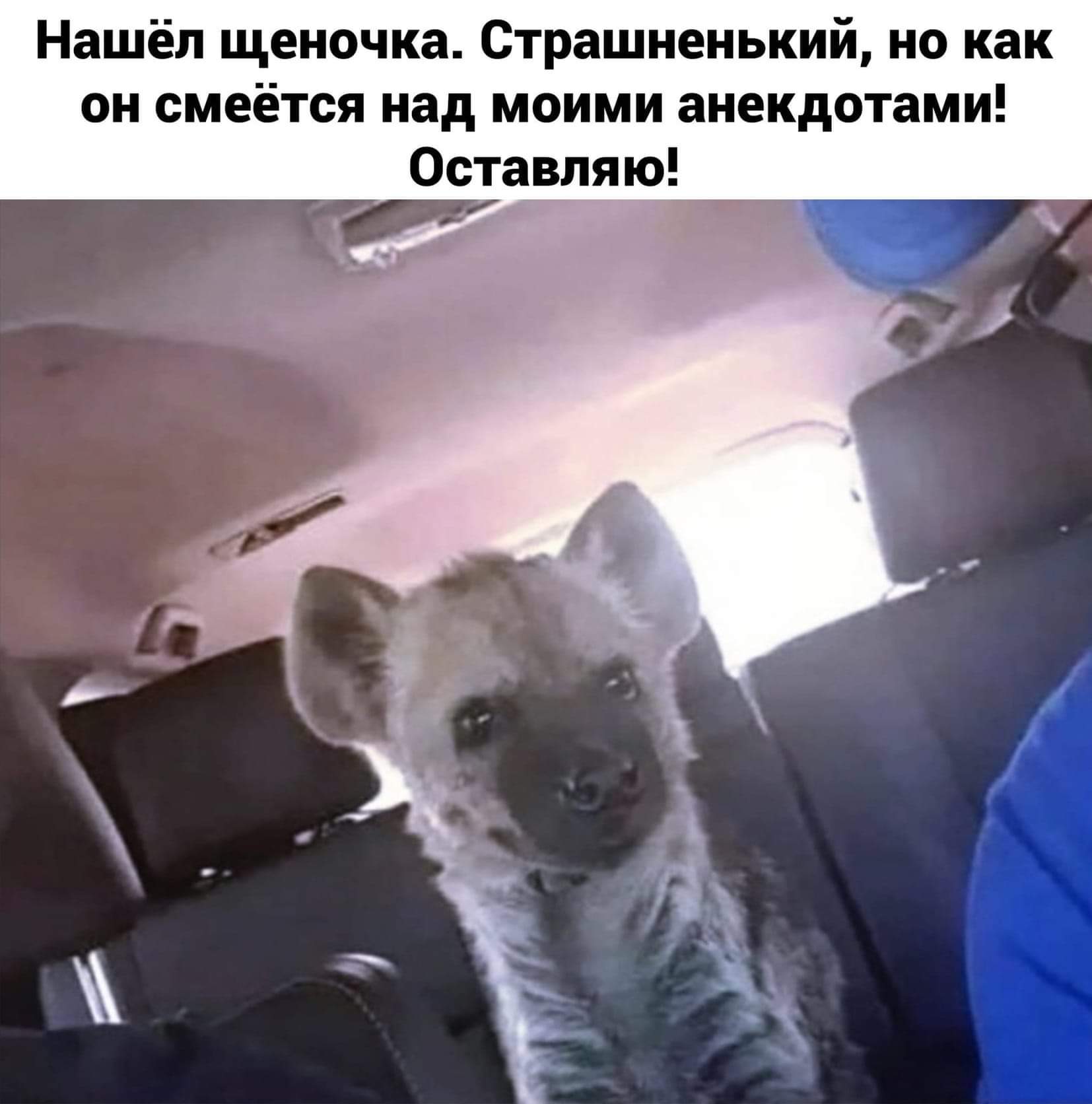 1654x1672, 104 Kb / Гиена, автомобиль, анекдот, , смех