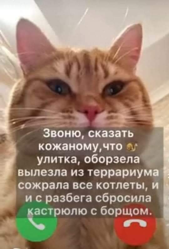 540x797, 29 Kb / кот, улитка