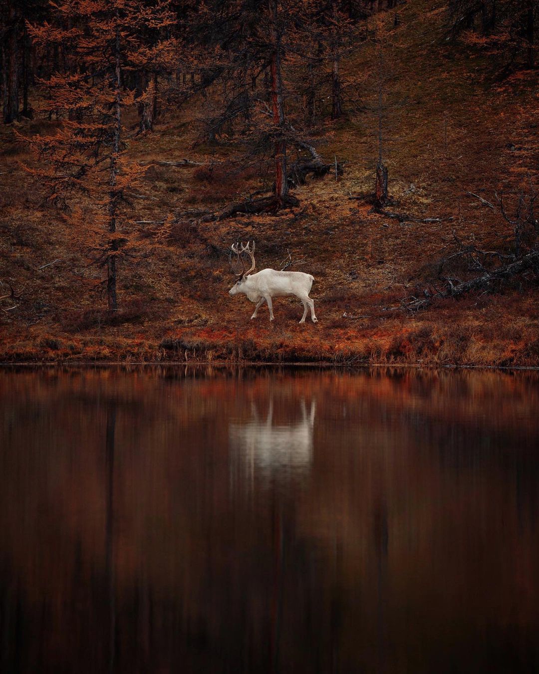 1080x1350, 503 Kb / олень, лес, белый, осень, озеро, река, рога