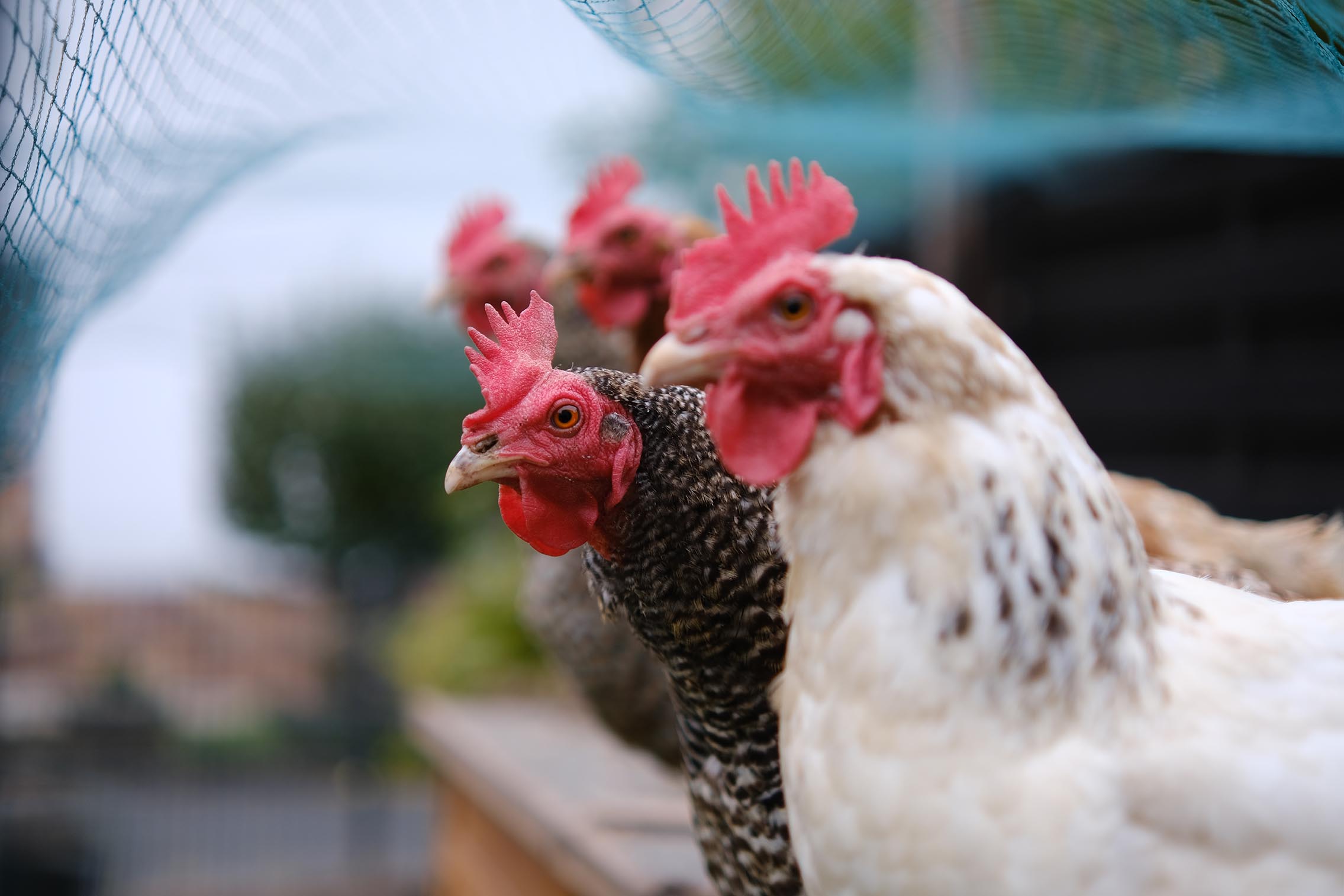 2271x1514, 201 Kb / Куры, stierlitz, домашние, боке