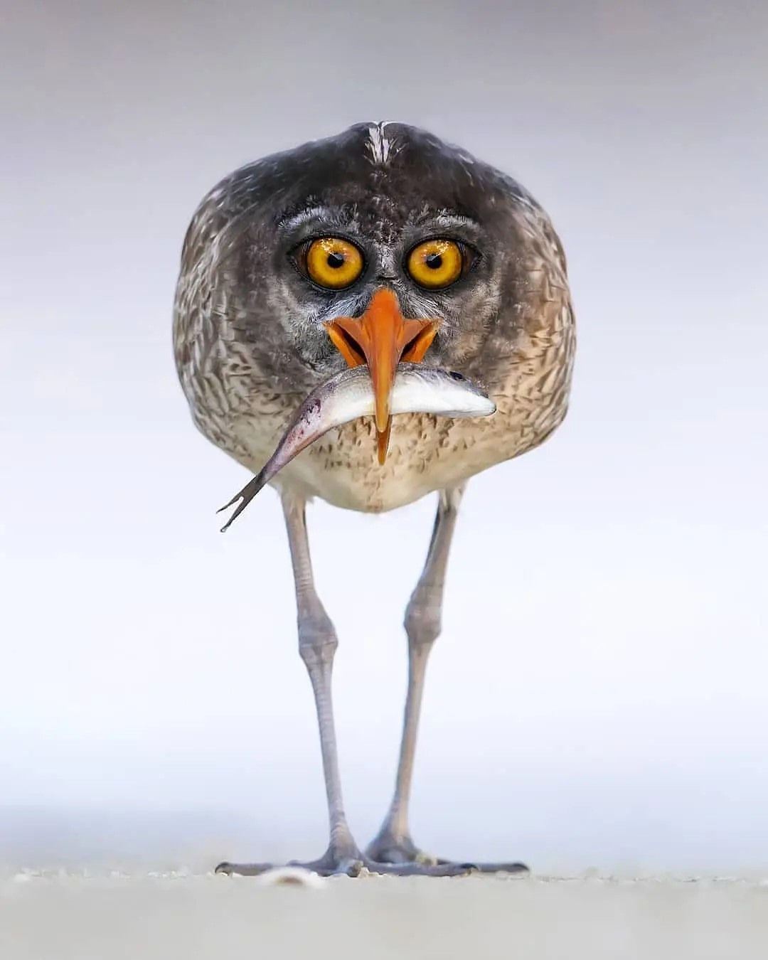 1080x1350, 103 Kb / птица, рыба