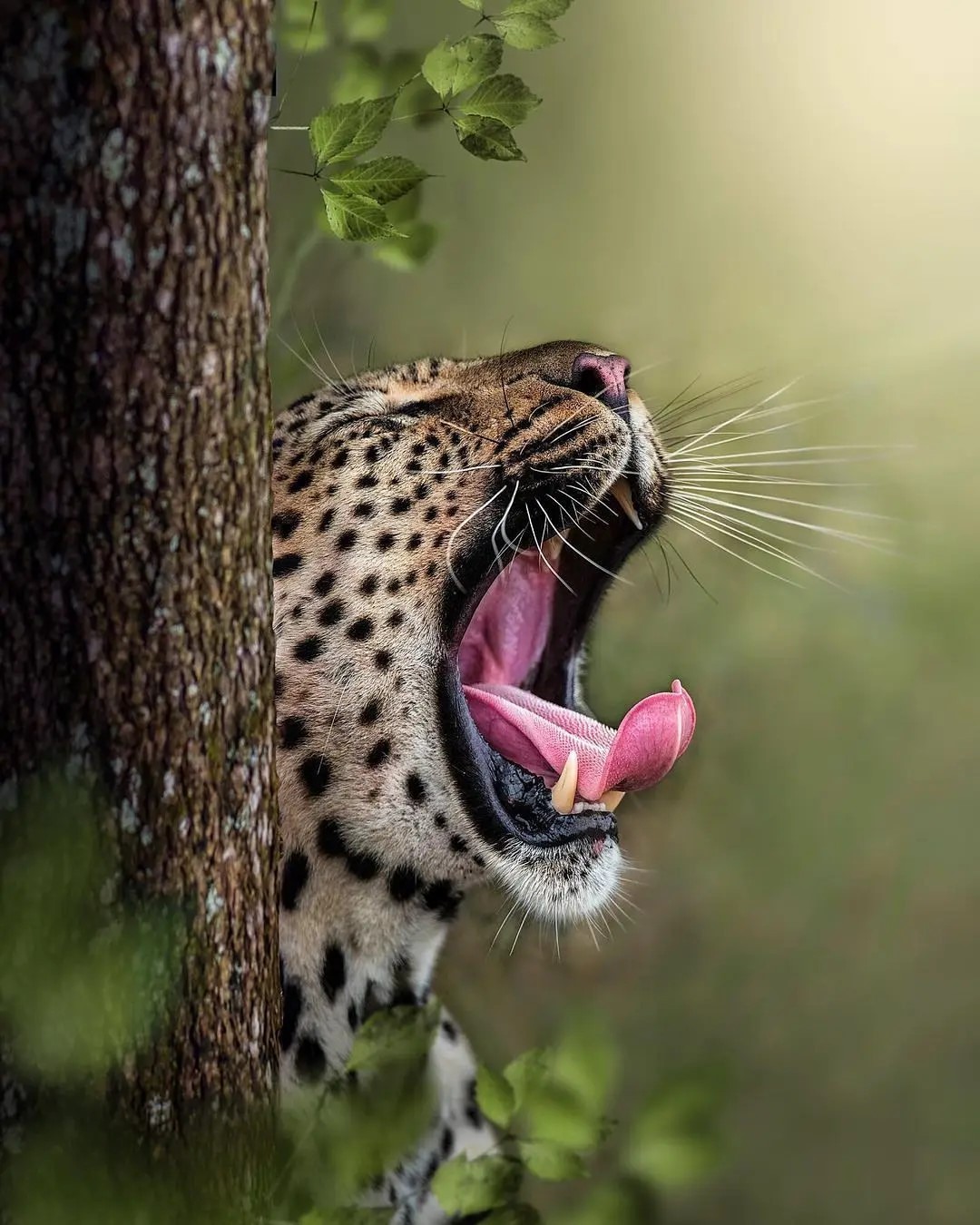 1080x1350, 250 Kb / дерево, язык, зевнул, кошка, леопард
