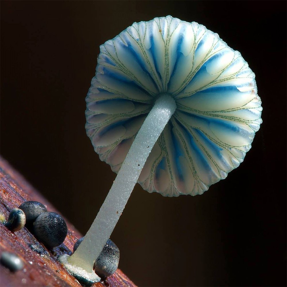 1000x1000, 152 Kb / гриб, мицена, примордии