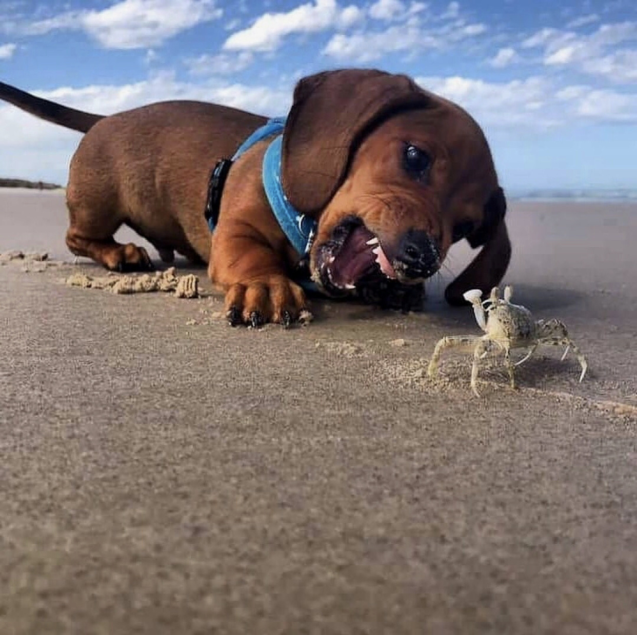 1242x1239, 355 Kb / собака, такса, песок, пляж, краб