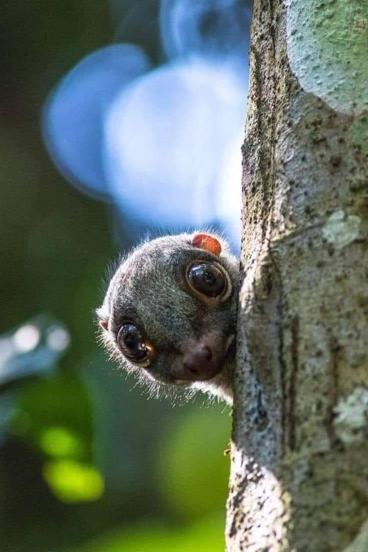 720x1080, 77 Kb / дерево, ствол, глаза, шерстокрыл, кагуан