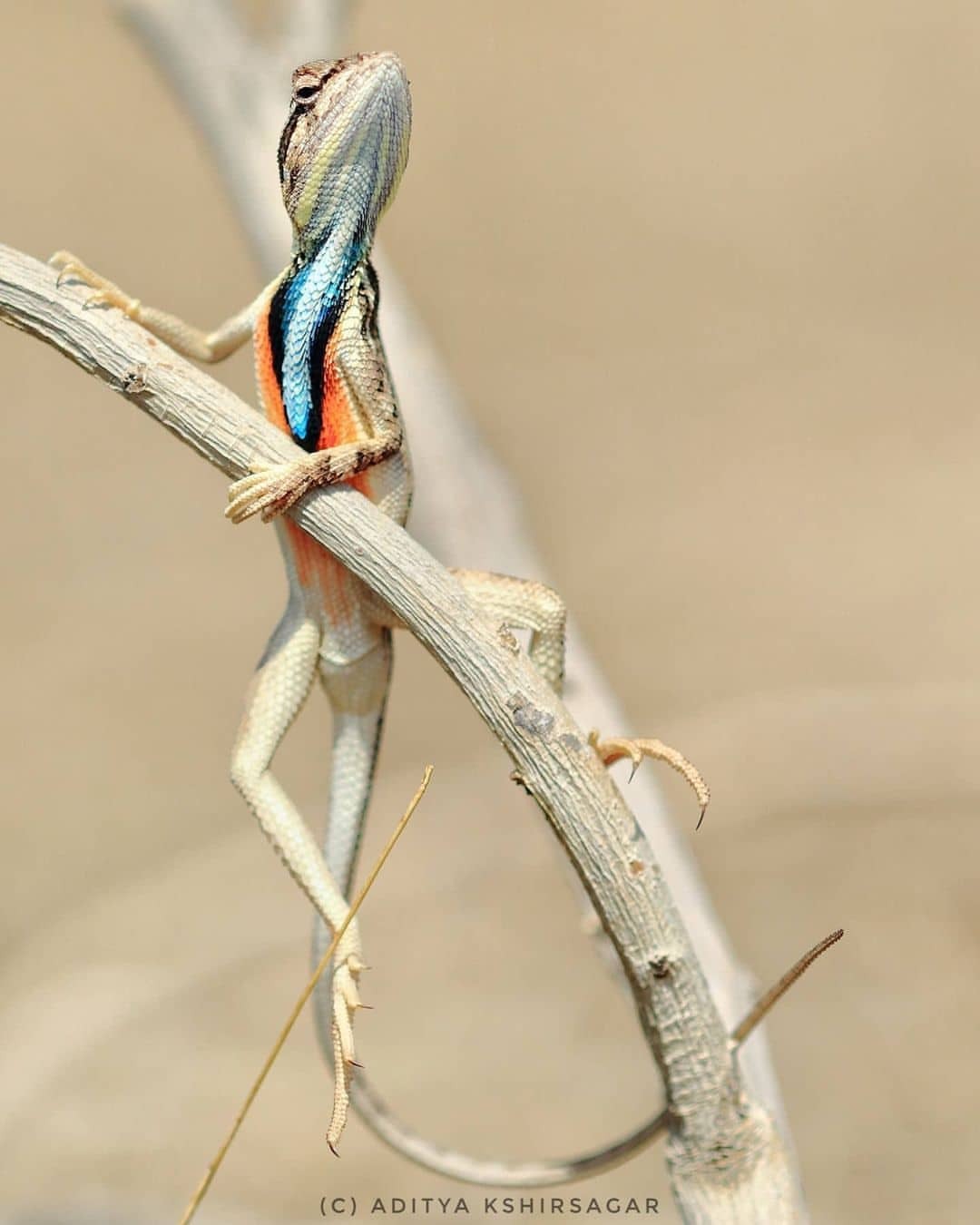 1080x1350, 86 Kb / ящерица, ветка