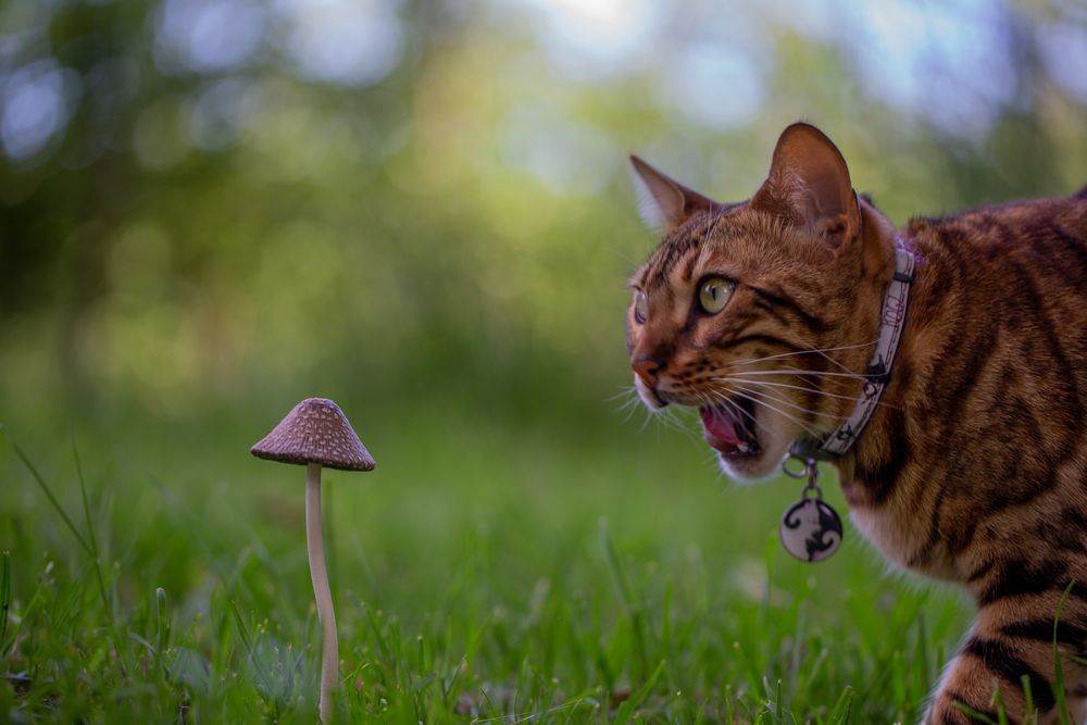 1000x667, 69 Kb / Кот, кошка, гриб, мухомор, ошейник