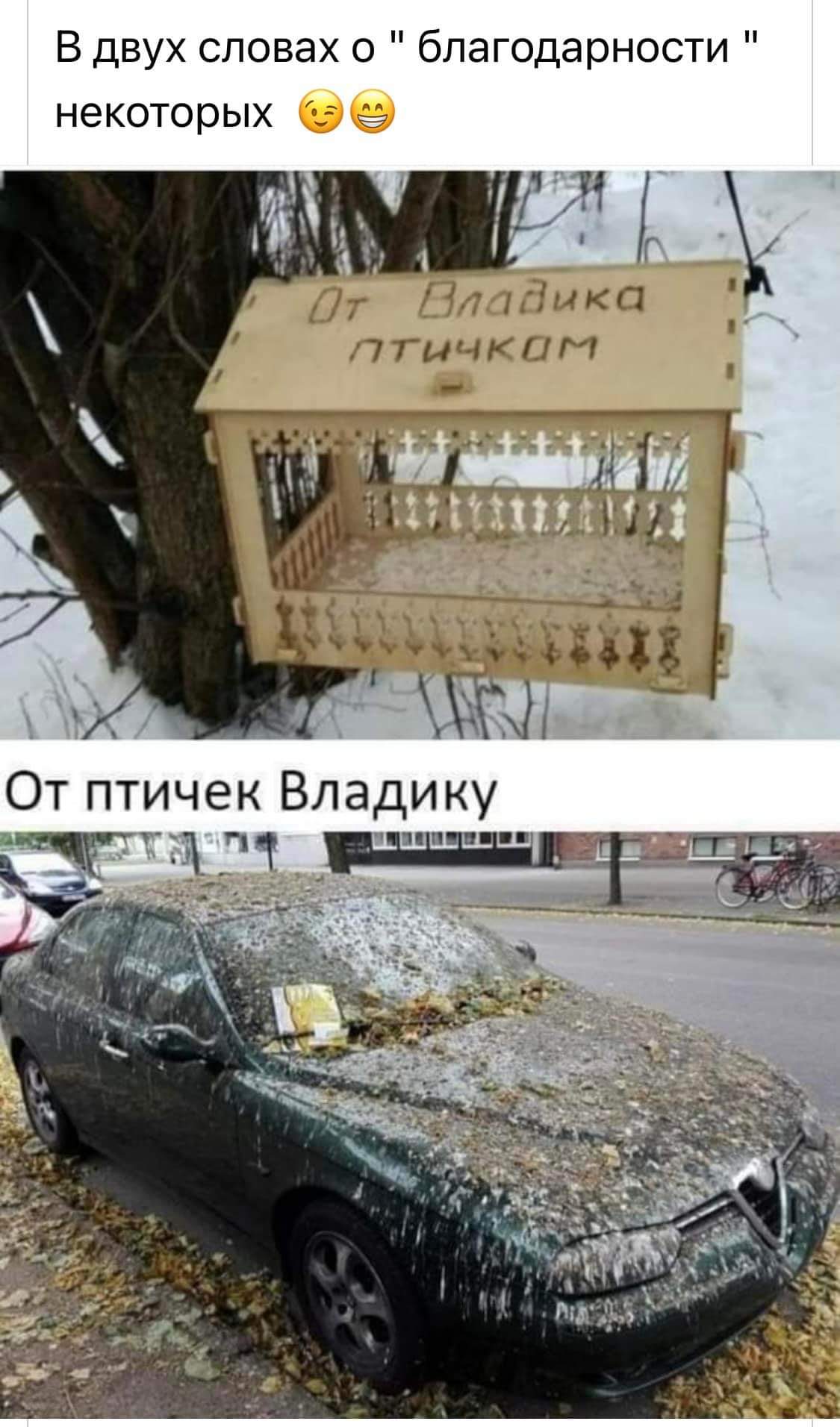 1125x1912, 163 Kb / Кормушка, птицы, помёт