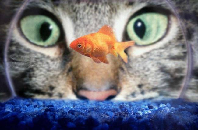 650x429, 32 Kb / кот, глаза, рыбка