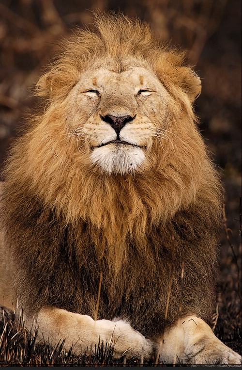 500x763, 171 Kb / лев