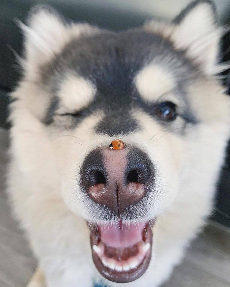 768x960, 68 Kb / собака, божья коровка