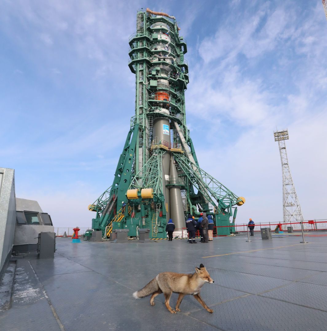 1065x1080, 141 Kb / Лиса, Байконур, ракета