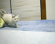 180x144, 154 Kb / кошки, гиф