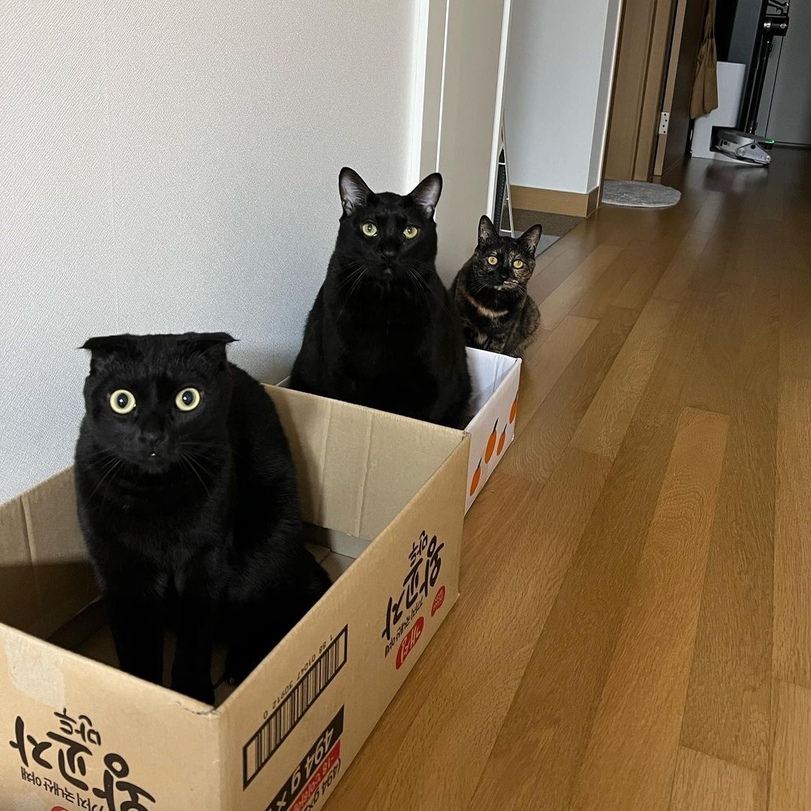 811x811, 264 Kb / коты, коробки, комната, ламинат