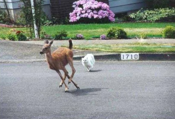 581x394, 67 Kb / кот, олень, погоня