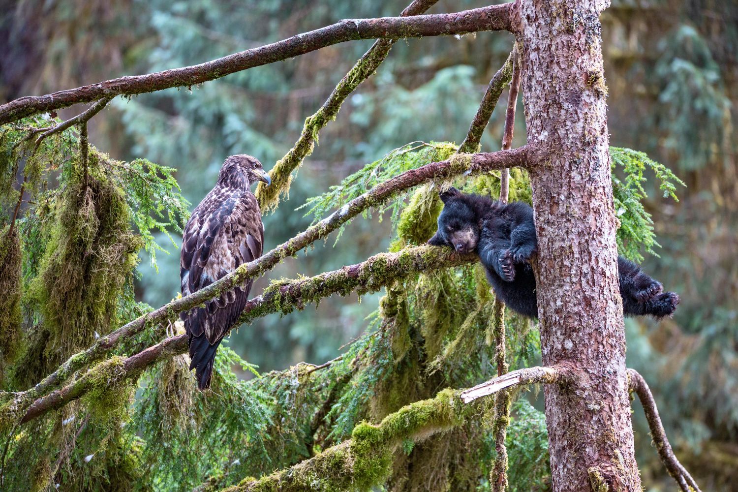 1500x1000, 415 Kb / дерево, медведь, орел, птица, Аляска, Анан, заповедник, Jeroen Hoekendijk