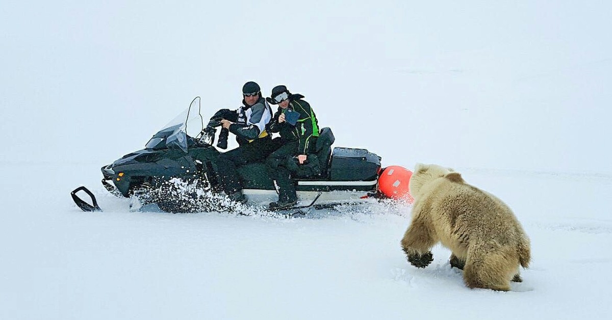 1200x628, 106 Kb / медведь, еда, снегоход