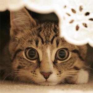 300x300, 272 Kb / кот, зрачки